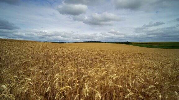 农业景观与麦田