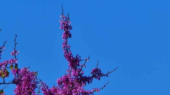 蓝天下的紫荆花