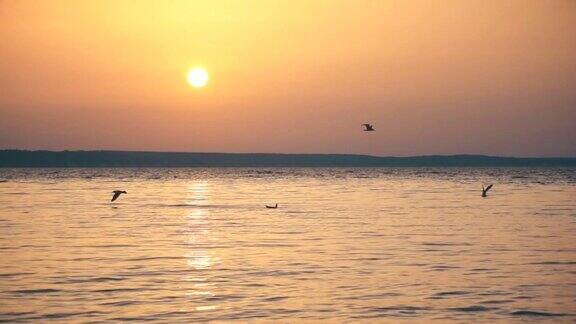 黄昏时海鸥慢镜头地飞过湖面