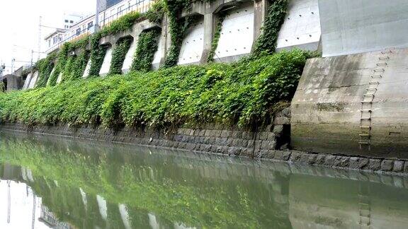 日本东京墙上的绿藤