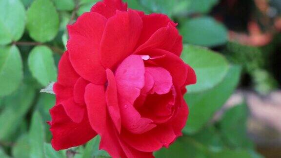 红玫瑰花朵