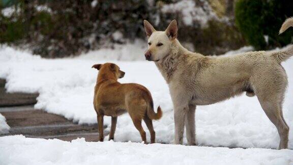 无家可归的白狗和灰狗在冬天下雪的街道上慢动作