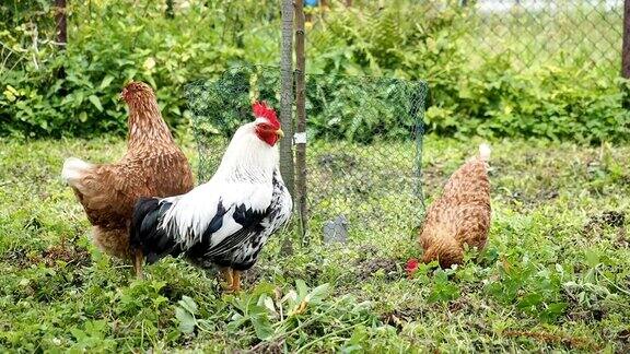 放养的公鸡和小鸡在花园里吃草