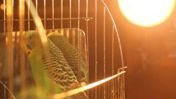 一只鹦鹉一只绿色的波浪鹦鹉镜子旁边的鹦鹉