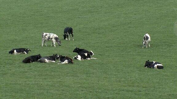 阴天里苏格兰田野里的奶牛