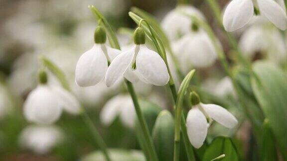 早春森林里白色的雪花莲