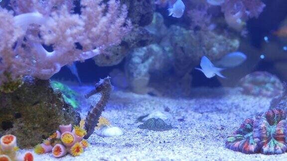 水族箱里的海洋生物