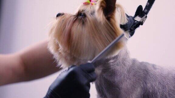 狗美容在宠物沙龙梳妆用梳子的特写