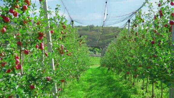 一排排结满成熟果实的苹果树之间的绿色小路
