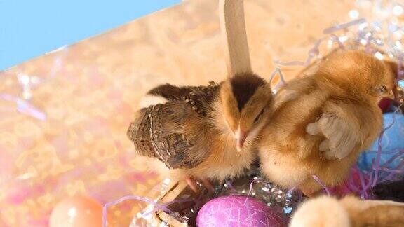 复活节篮子里装满了小鸡