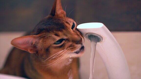 阿比西尼亚可爱的猫正在喝水的慢镜头