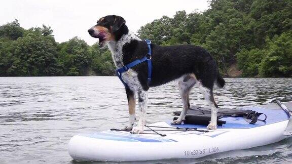 可爱的宠物狗和她的主人一起划皮艇