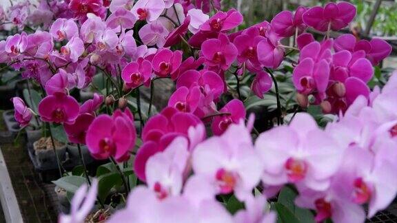 蝴蝶兰又称月兰植物在田间开出美丽的花朵