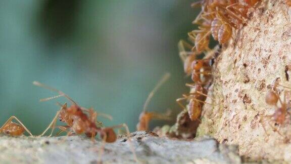 红蚂蚁正在搬运猎物