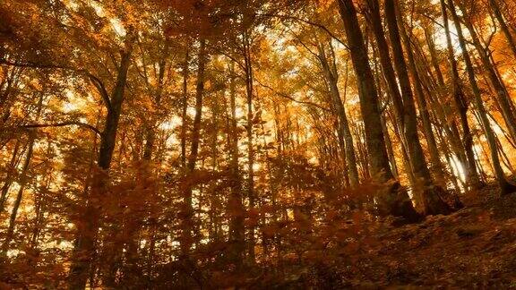 阳光明媚的山林秋日走在桔黄色树叶的秋树上夕阳穿过秋天的落叶常平架枪