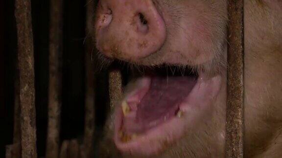 一只大猪在吃一只快乐的猪在养猪场
