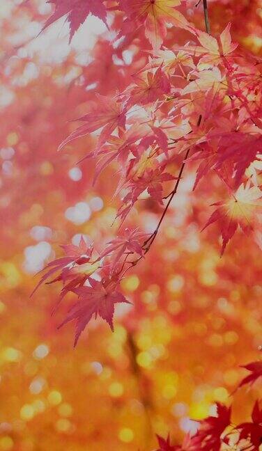 秋天的枫叶带着淡淡的闪光