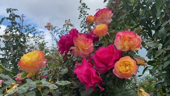 夏季花园里长满了玫瑰花美丽的橙粉色玫瑰郁郁葱葱的佛罗里达玫瑰在公园里盛开天堂的玫瑰花园