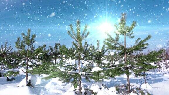 冬天的风景三松三松蓬松的雪花正在慢慢地飘落新年