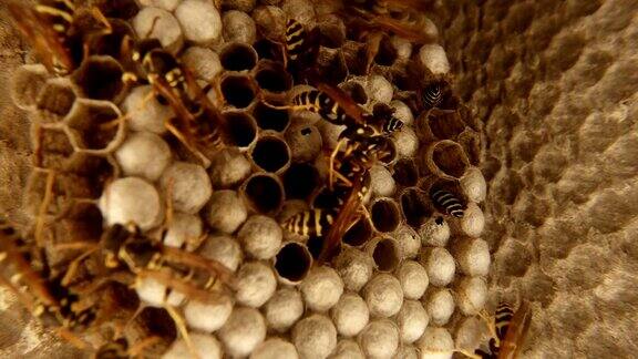 虎斑黄蜂爬上蜂巢特写