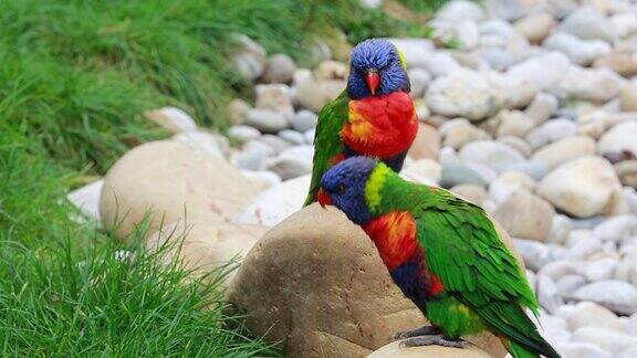 一对彩虹鹦鹉在岩石上