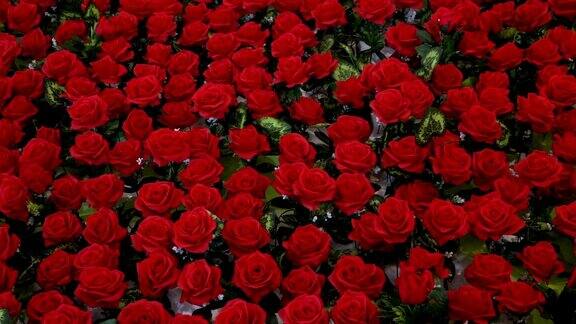 动感的红玫瑰装饰情人节