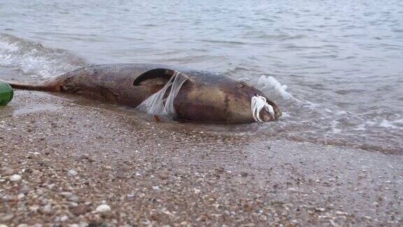 因为环境污染而死亡的海豚