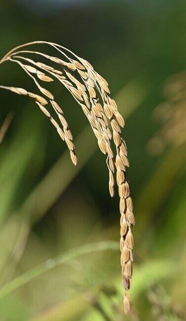 泰国北部清迈的有机稻田