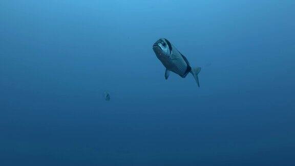 黑尾鲷(Diplodusvulgaris)在阳光下的蓝色水中游泳地中海、塞浦路斯