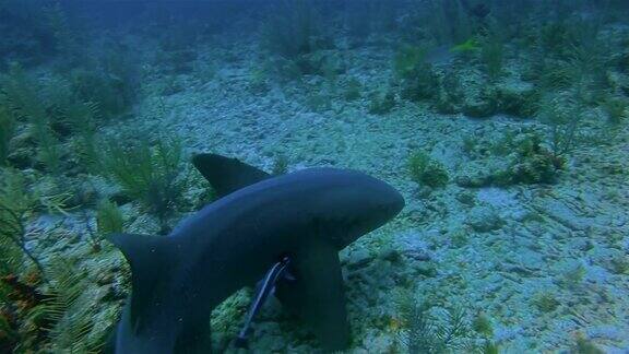 与护士鲨鱼在加勒比海潜水-伯利兹堡礁龙涎香礁