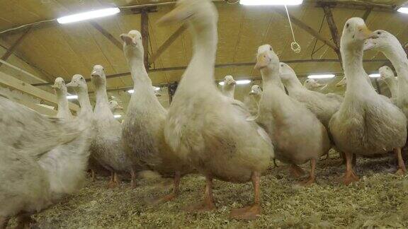 家禽农场围场中的一群鸭子