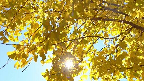 4K美丽的黄色银杏叶上的银杏树在风中摇曳阳光通过银杏叶在秋天晴朗的一天在东京日本美丽的自然在秋天