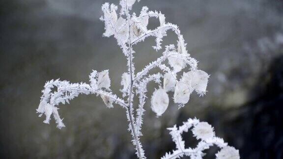 一株覆盖着白雪的小植物