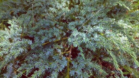 杜松花园里花坛上的常青树