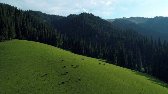 一群在草地上吃草的牛