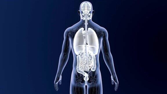 人体器官与解剖学