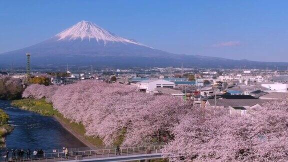 日本静冈县的富士山和樱花景观