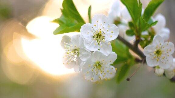 梨花在大自然中绽放