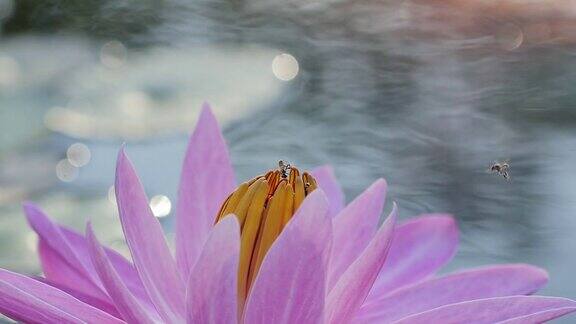 蜜蜂在早晨的粉红莲花上