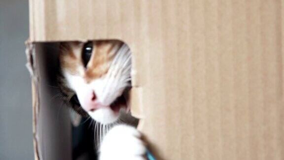 顽皮的猫坐在纸板箱里