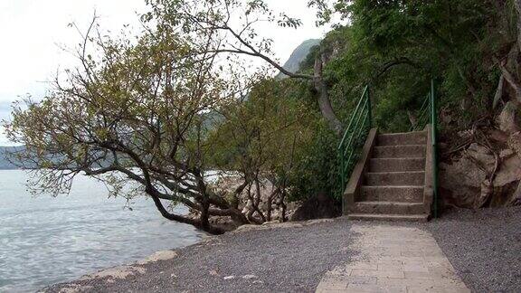 中国云南省抚仙湖岸边的树木