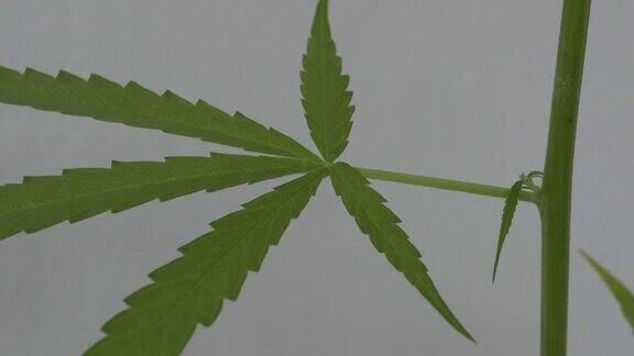 靠近绿色的叶子生长在年轻的植物分枝的大麻
