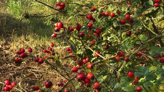 在秋天的花园里长着红色果实的狗玫瑰丛