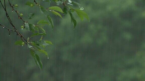 暴雨中树叶的特写镜头