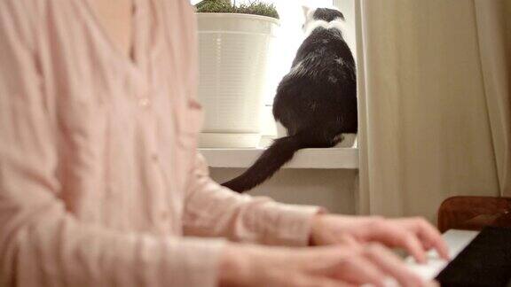 弹奏古典钢琴的女人背景中的猫宠物