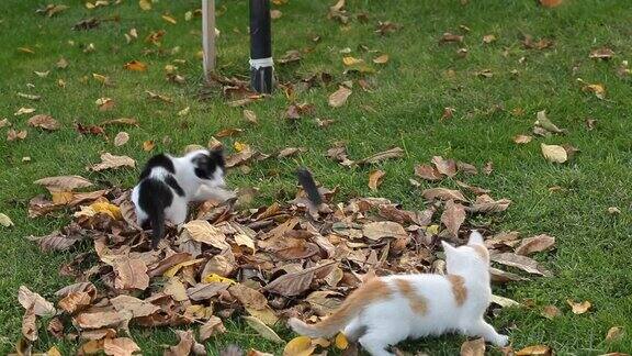 两只小猫在草地上玩耍