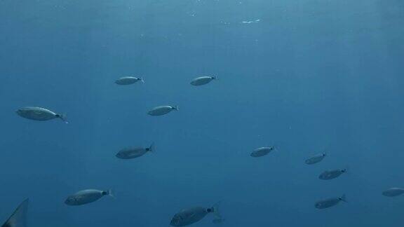 斑马鱼在阳光下的蓝色海水中游泳地中海、塞浦路斯