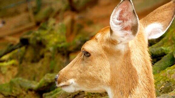 日本鹿在自然栖息地的阳光下放牧