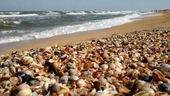 海岸线有许多贝壳的海滩