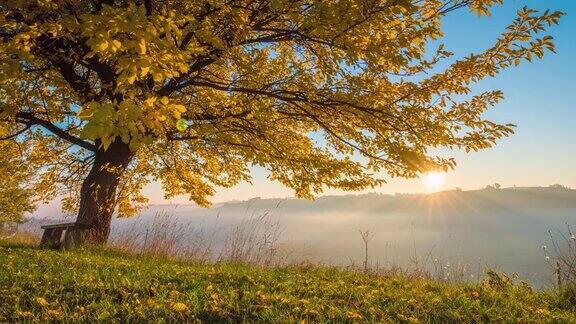 美丽的日出在秋天的树